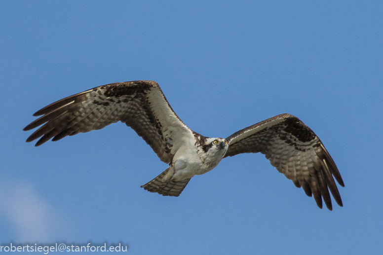 osprey